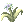 Flor das Ilusões