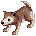 Filhote Lobo Deserto