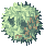 Rafflesia
