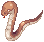 Anaconda